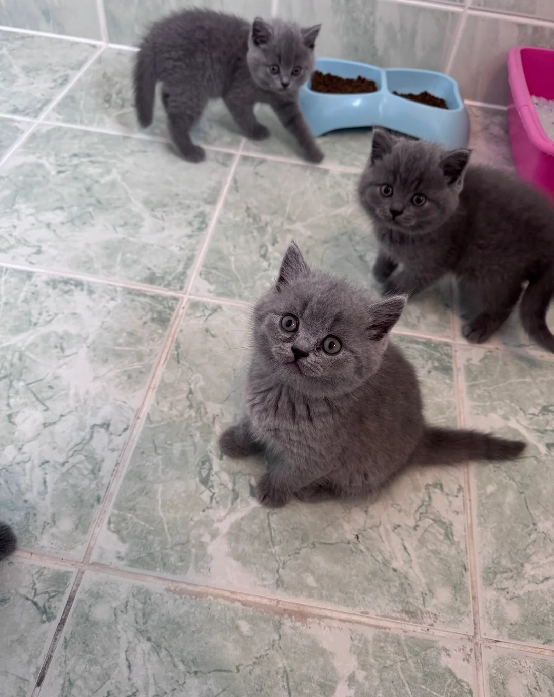 Pisicuțe British Shorthair – Crescute cu grijă